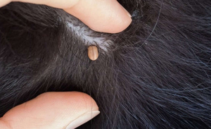 Dog Skin Tags Explained: Causes, Treatment & Prevention