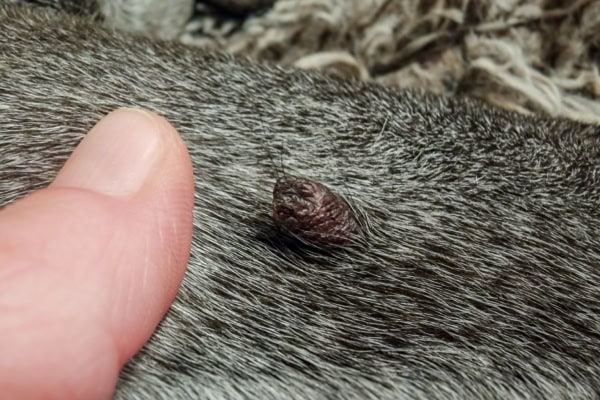 Dog Skin Tags Explained: Causes, Treatment & Prevention 2 Dog Skin Tags Explained