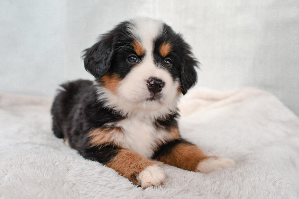Bernese Mountain Puppies: Complete Guide to Raising Your Gentle Giant 3 Bernese Mountain Puppies