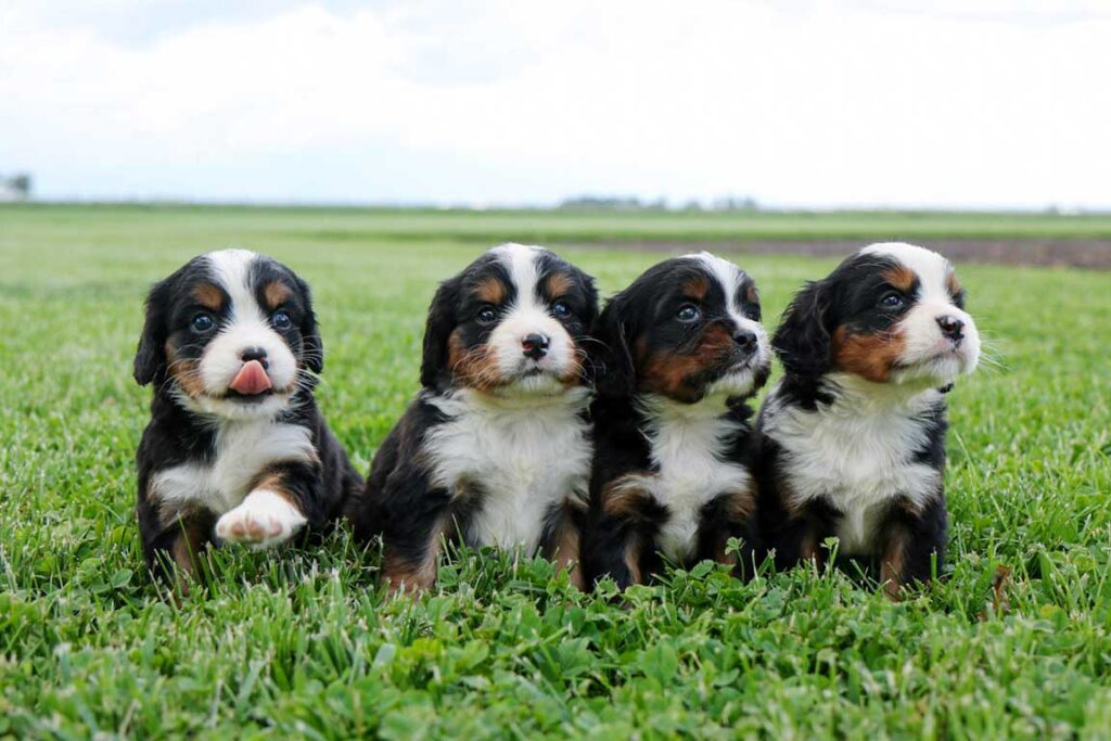 Bernese Mountain Puppies: Complete Guide to Raising Your Gentle Giant 4 Bernese Mountain Puppies
