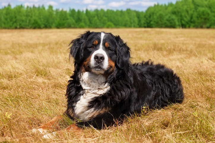 Bernese Mountain Puppies: Complete Guide to Raising Your Gentle Giant 5 Bernese Mountain Puppies