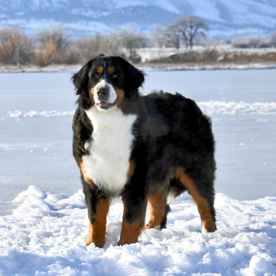 Bernese Mountain Puppies: Complete Guide to Raising Your Gentle Giant 2 Bernese Mountain Puppies