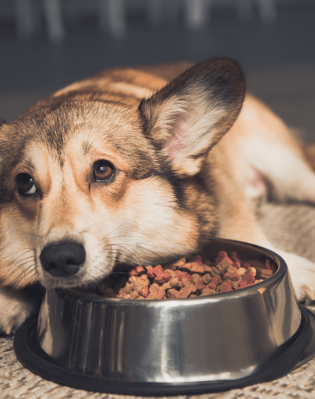 Best Dog Food for Picky Eaters 2025: Top Choices Revealed