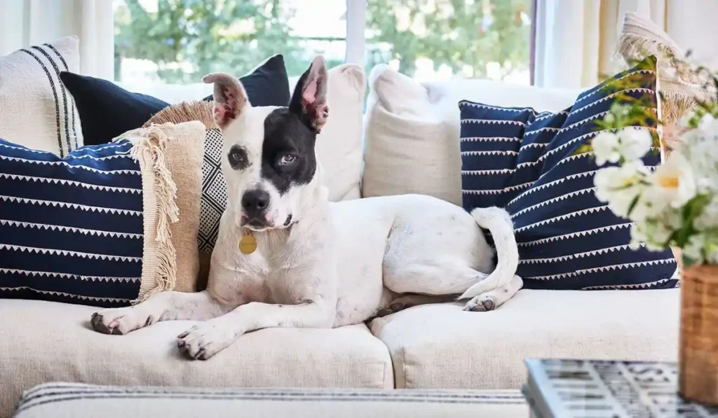 Best Dog Sofa 2025: Stylish Comfort for Your Furry Friend 3 Best Dog Sofa