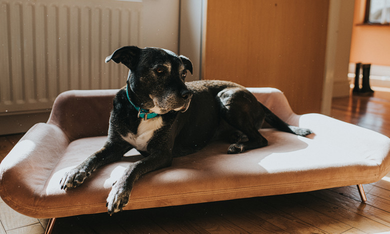 Best Dog Sofa 2025: Stylish Comfort for Your Furry Friend