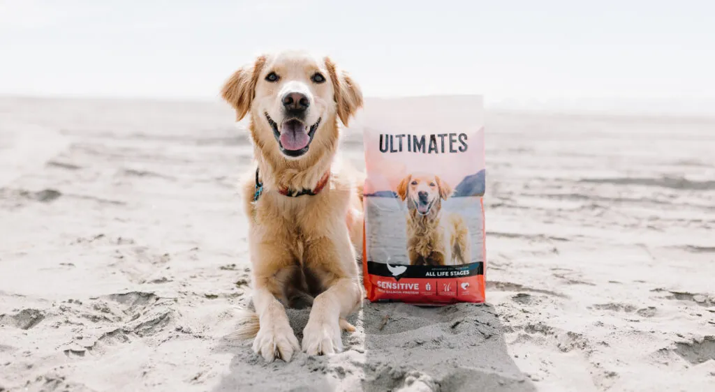 Best Sensitive Stomach Dog Food