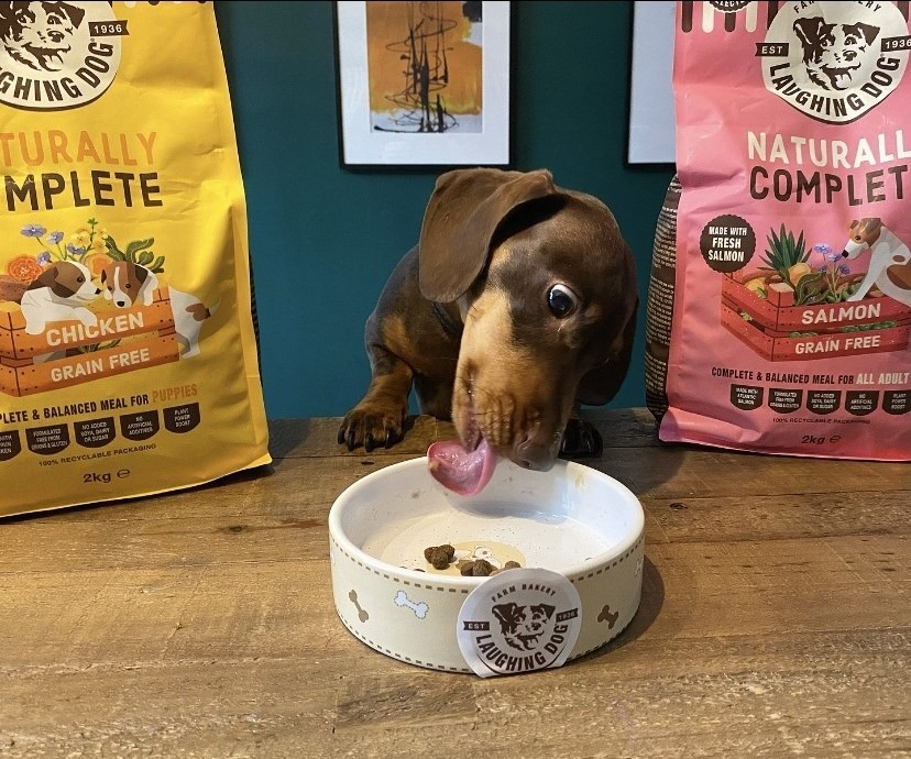 Best Sensitive Stomach Dog Food: Top Picks for Digestive Health 2025