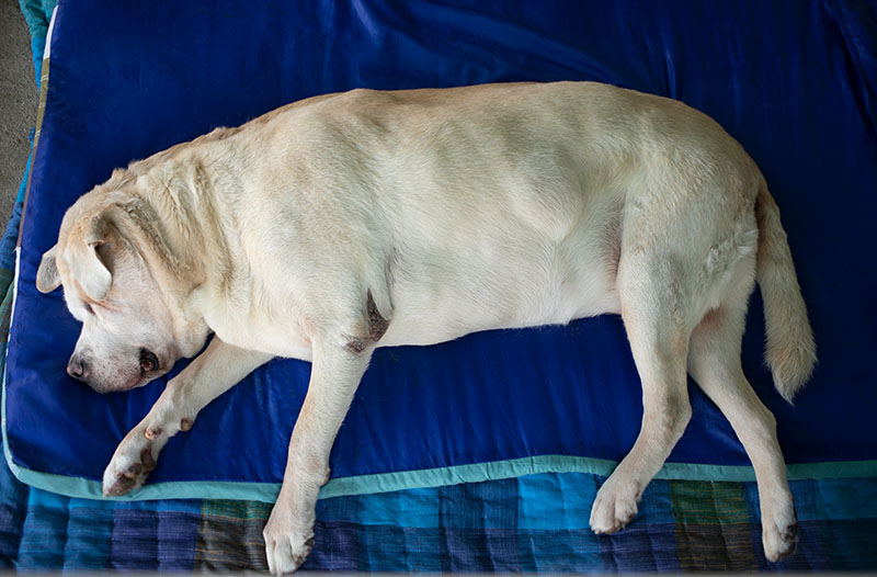 Dog Ate Plastic? Here's What To Do Immediately 2 Dog Ate Plastic 1