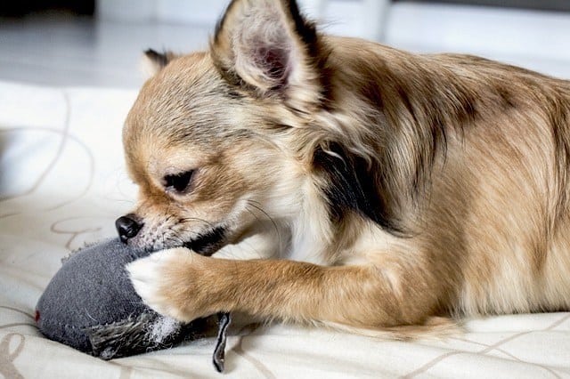 Dog Ate Plastic? Here's What To Do Immediately 3 Dog Ate Plastic