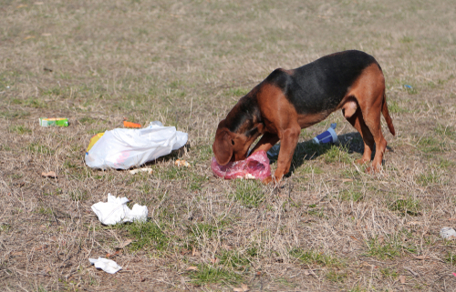 Dog Ate Plastic? Here’s What To Do Immediately