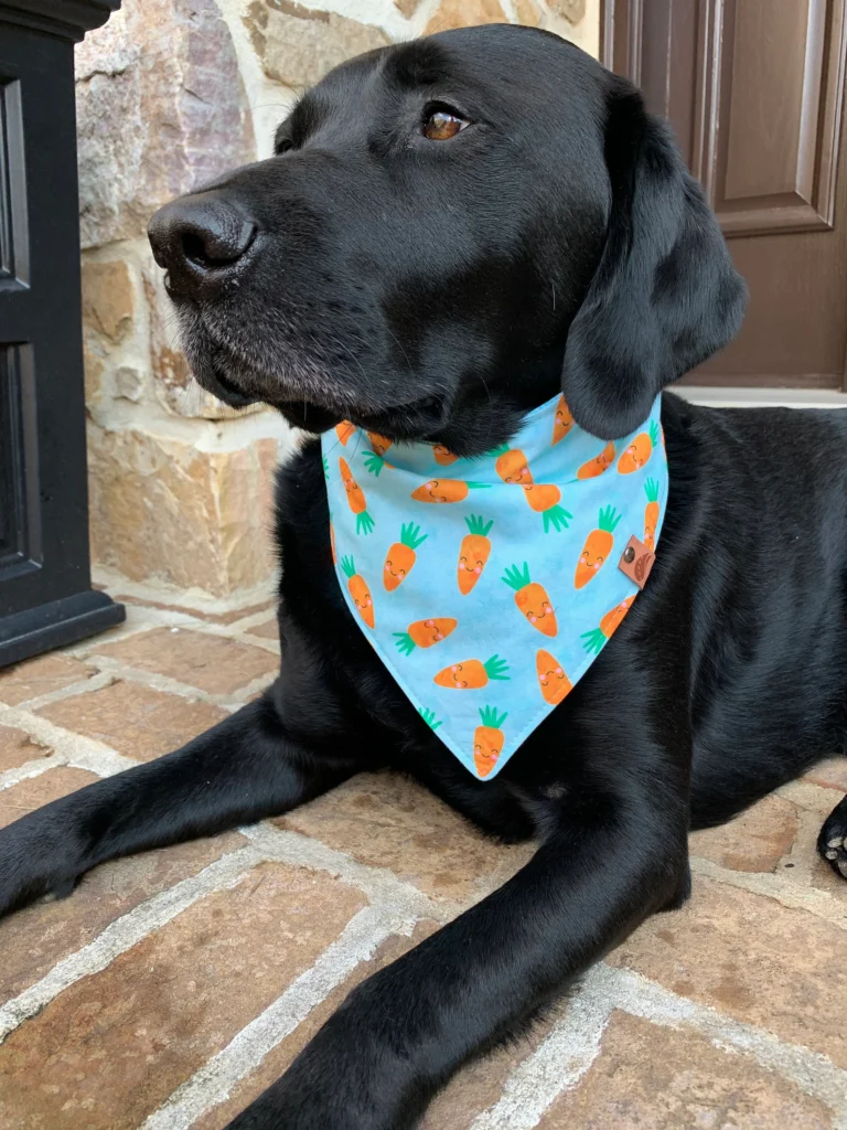 Stylish Dog Bandanas 2025: Trends, Tips & Buying Guide 3 Dog Bandanas