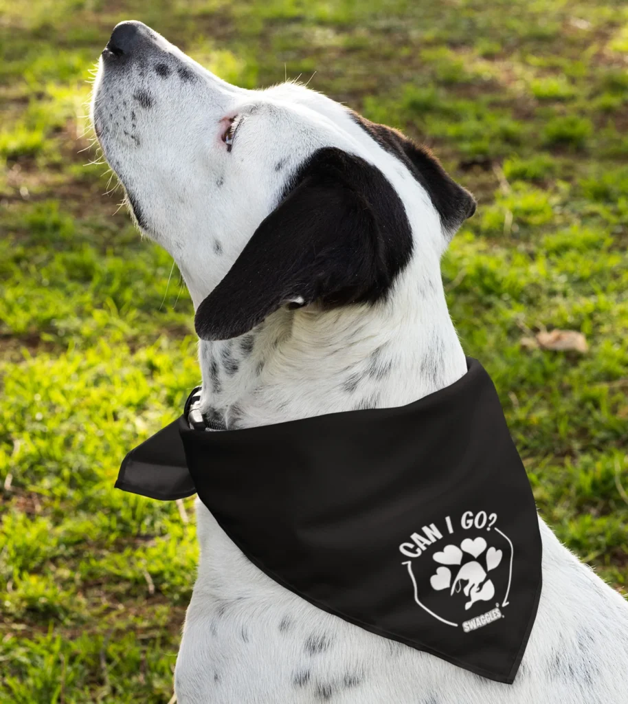 Stylish Dog Bandanas 2025: Trends, Tips & Buying Guide 6 Dog Bandanas