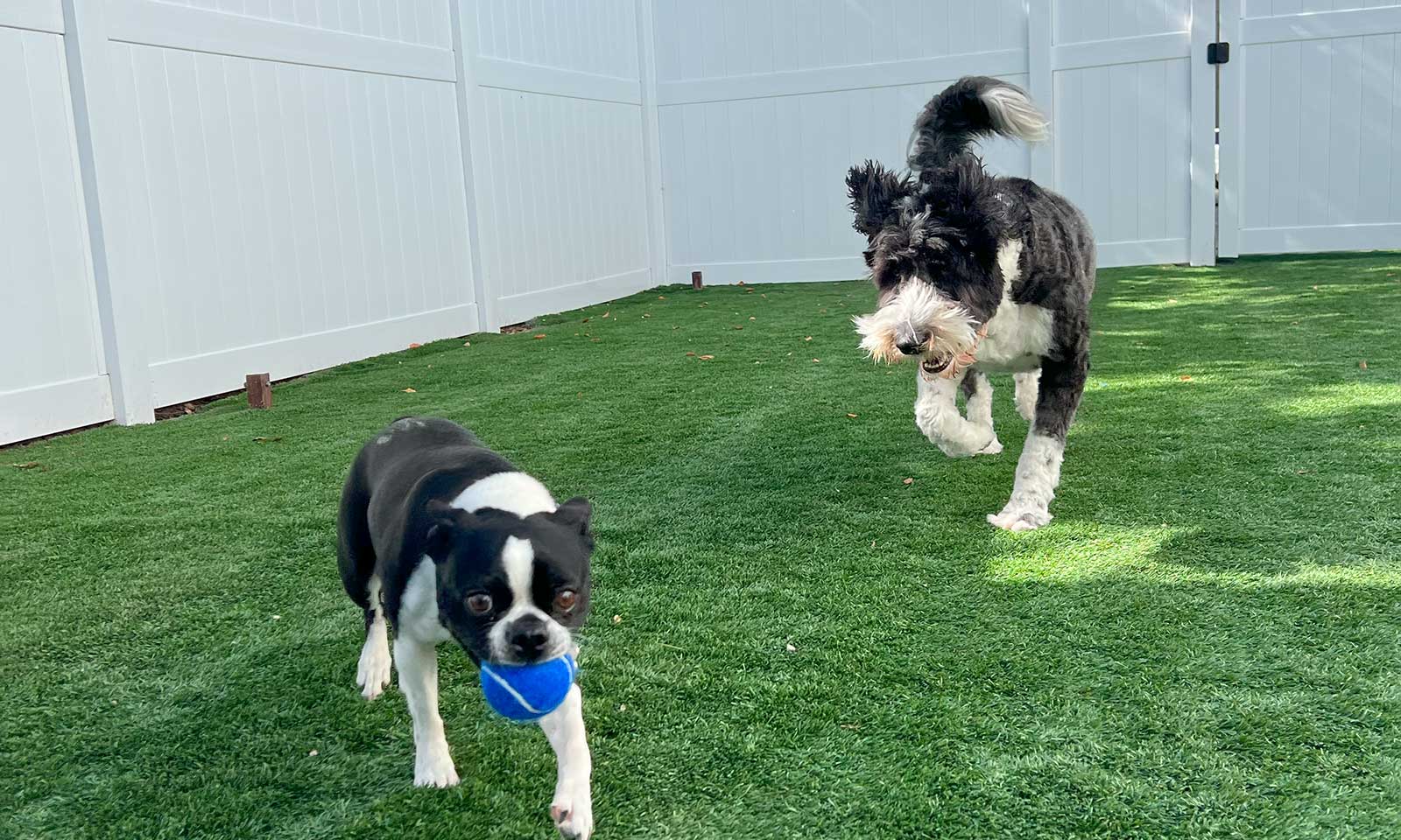 Find the Ideal Dog Sitter in Sacramento: 2025 Guide