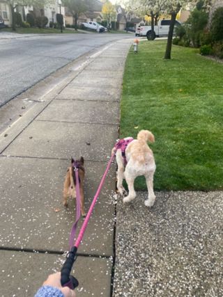 Find the Ideal Dog Sitter in Sacramento: 2025 Guide 2 Dog Sitter in Sacramento