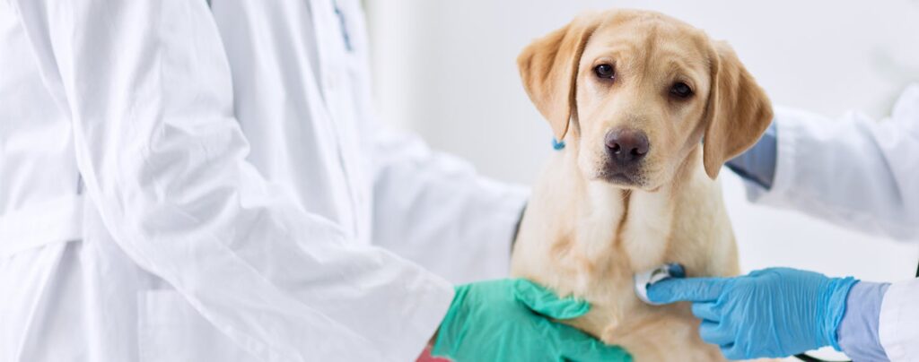 Dog Sounds Congested? Causes & Remedies for 2025 2 Dog Sounds Congested 1