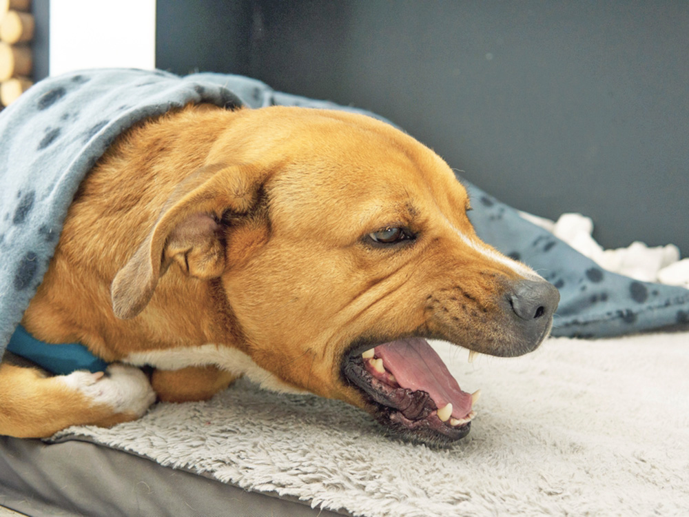 Dog Sounds Congested? Causes & Remedies for 2025 3 Dog Sounds Congested