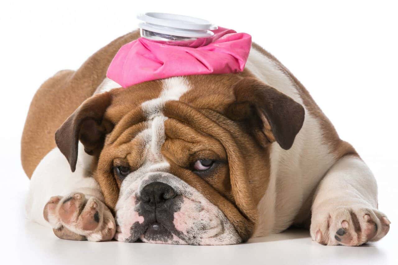 Dog Sounds Congested? Causes & Remedies for 2025