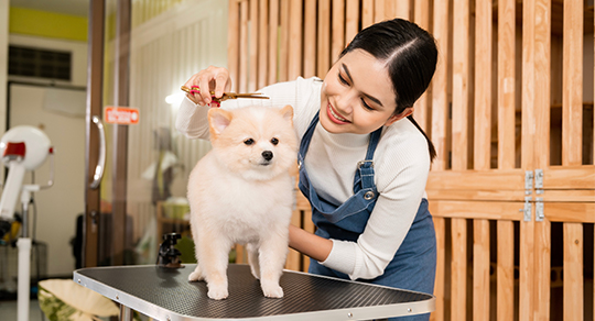 In-Home Dog Groomer Benefits: Stress-Free Care in 2025 2 Home Dog Groomer