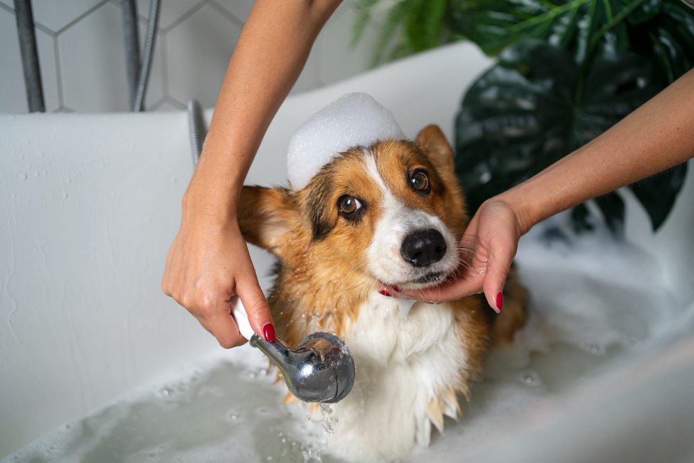 In-Home Dog Groomer Benefits: Stress-Free Care in 2025 3 Home Dog Groomer