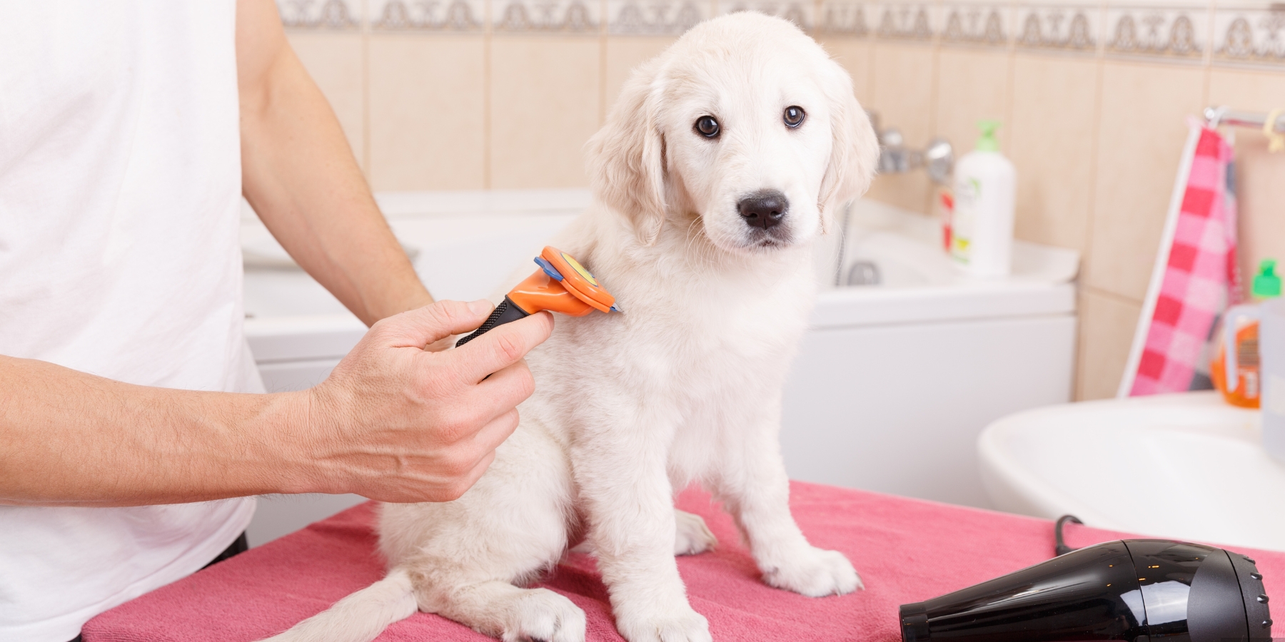 In-Home Dog Groomer Benefits: Stress-Free Care in 2025