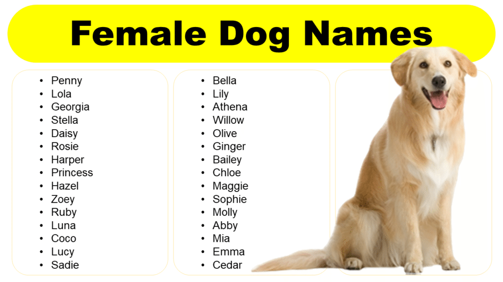 Spanish Dog Names: Top Picks for 2025 Canine Companions 2 Spanish Dog Names 1