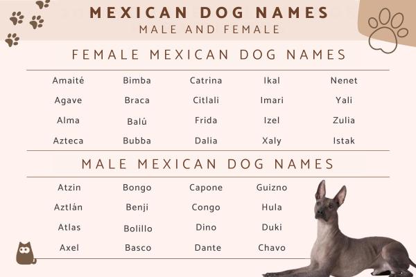 Spanish Dog Names: Top Picks for 2025 Canine Companions
