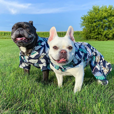 Stylish and Functional Dog Shirts: Trends for 2025 3 Stylish and Functional Dog Shirts