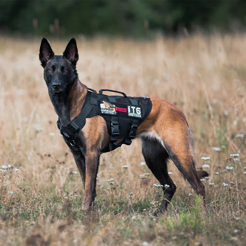 Essential Tactical Dog Harness Guide: Safety, Control, and Versatility Enhancements 4 Tactical Dog Harness