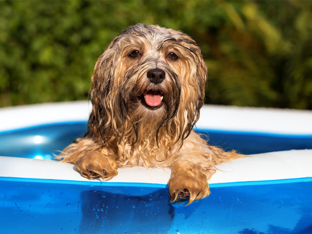 Top Dog Pools 2025: Safe & Fun Pools for Dogs 4 Top Dog Pools