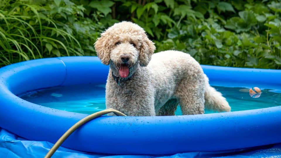 Top Dog Pools 2025: Safe & Fun Pools for Dogs 3 Top Dog Pools