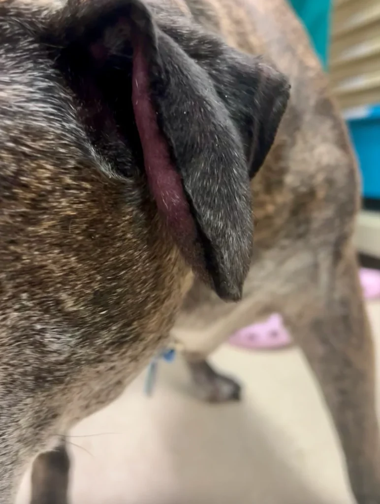 Treating Dog Ear Hematoma at Home: Essential Steps 2025 2 Treating Dog Ear Hematoma at Home