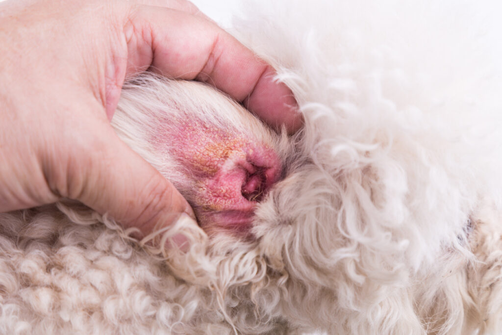 Treating Dog Ear Hematoma at Home: Essential Steps 2025 3 Treating Dog Ear Hematoma at Home