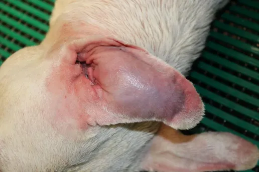 Treating Dog Ear Hematoma at Home: Essential Steps 2025