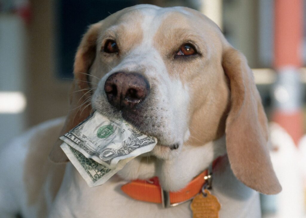 What to Do If Your Dog Ate Money: Essential Steps 2025 3 What to Do If Your Dog Ate Money