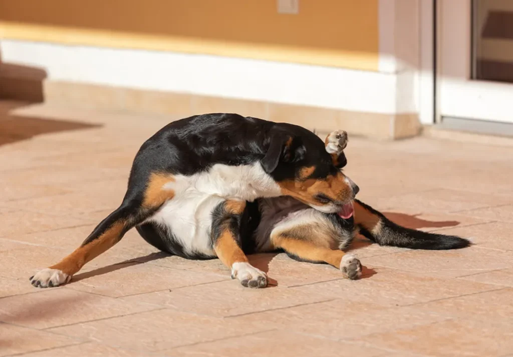 Why Does My Dog Keep Licking His Butt? Find the Reasons 2 Why Does My Dog Keep Licking His Butt