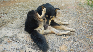 Why Does My Dog Keep Licking His Butt? Find the Reasons 3 Why Does My Dog Keep Licking His Butt