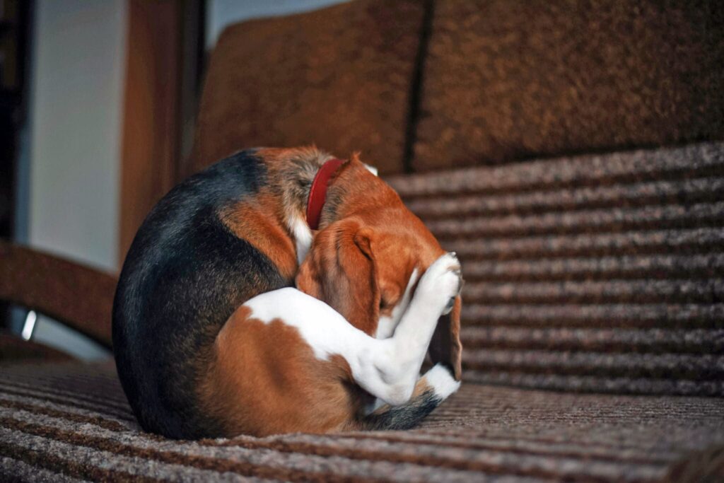 Why Does My Dog Keep Licking His Butt? Find the Reasons 4 Why Does My Dog Keep Licking His Butt