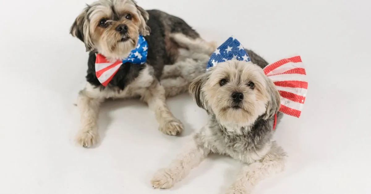 Yorkshire Terriers in bow ties, popular dog breeds in America